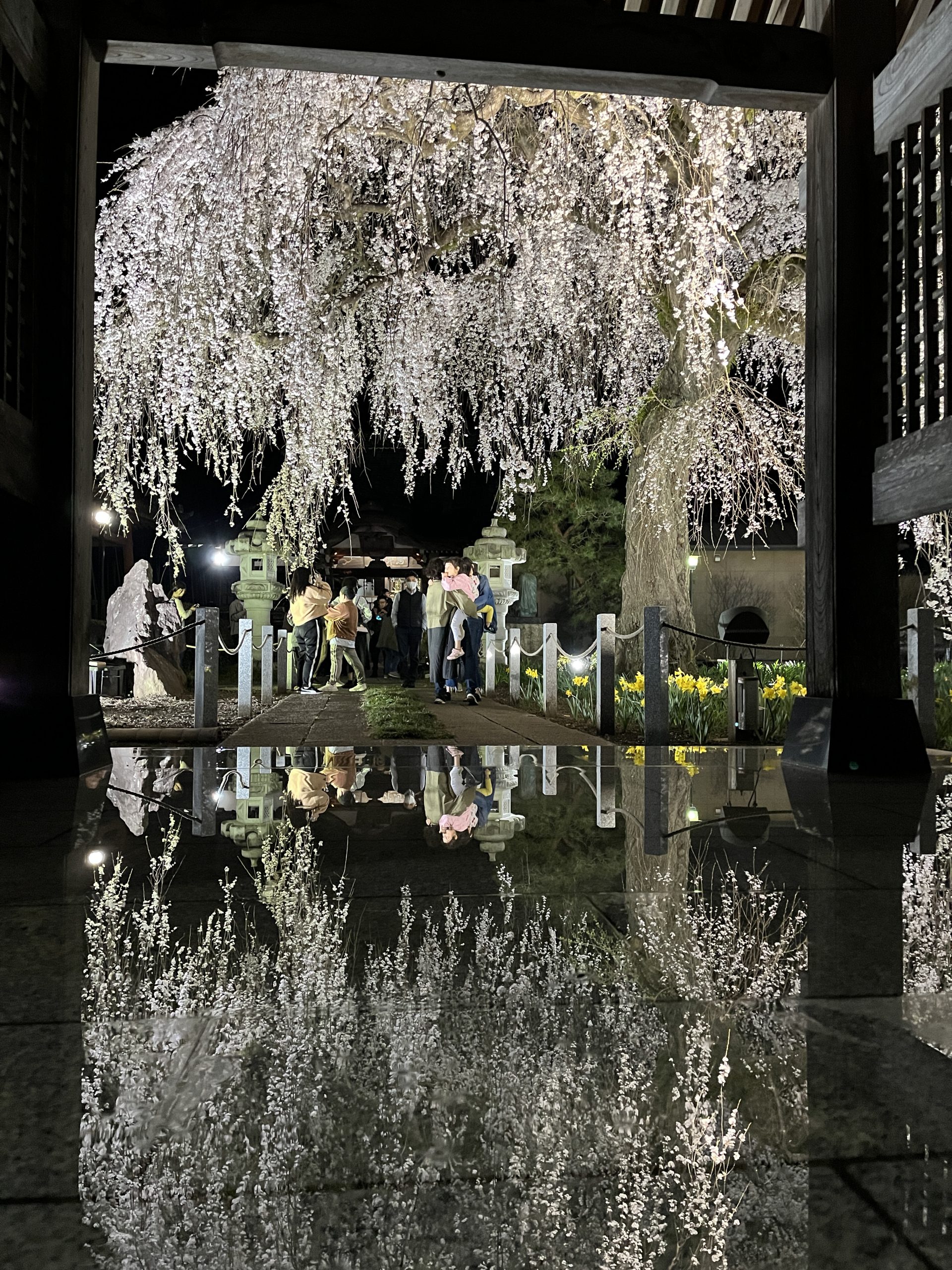 安国寺　夜桜
