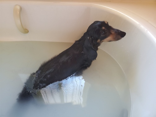 犬との暮らし　お風呂