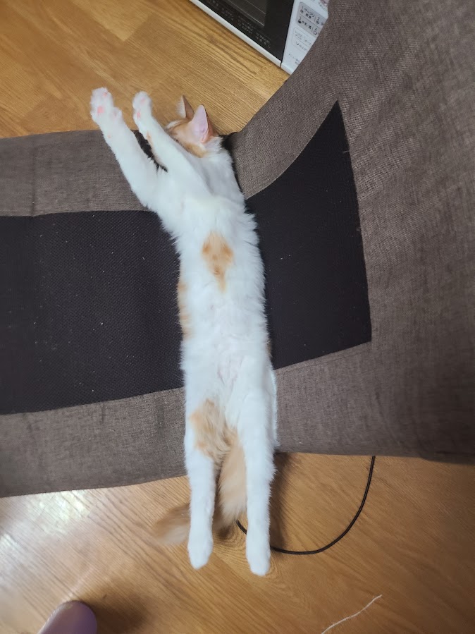 猫との暮らし