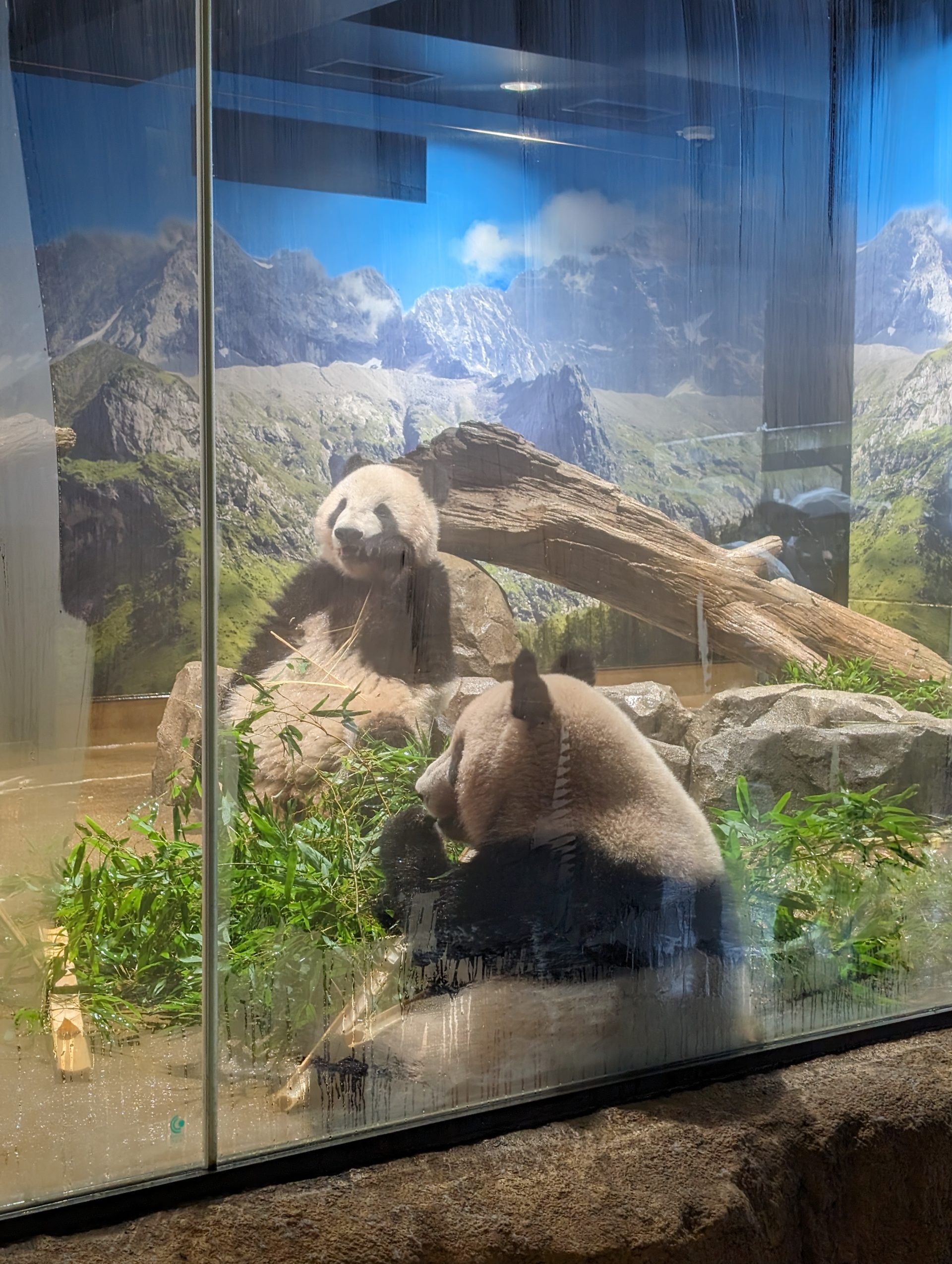 特急電車　上野動物園　パンダ