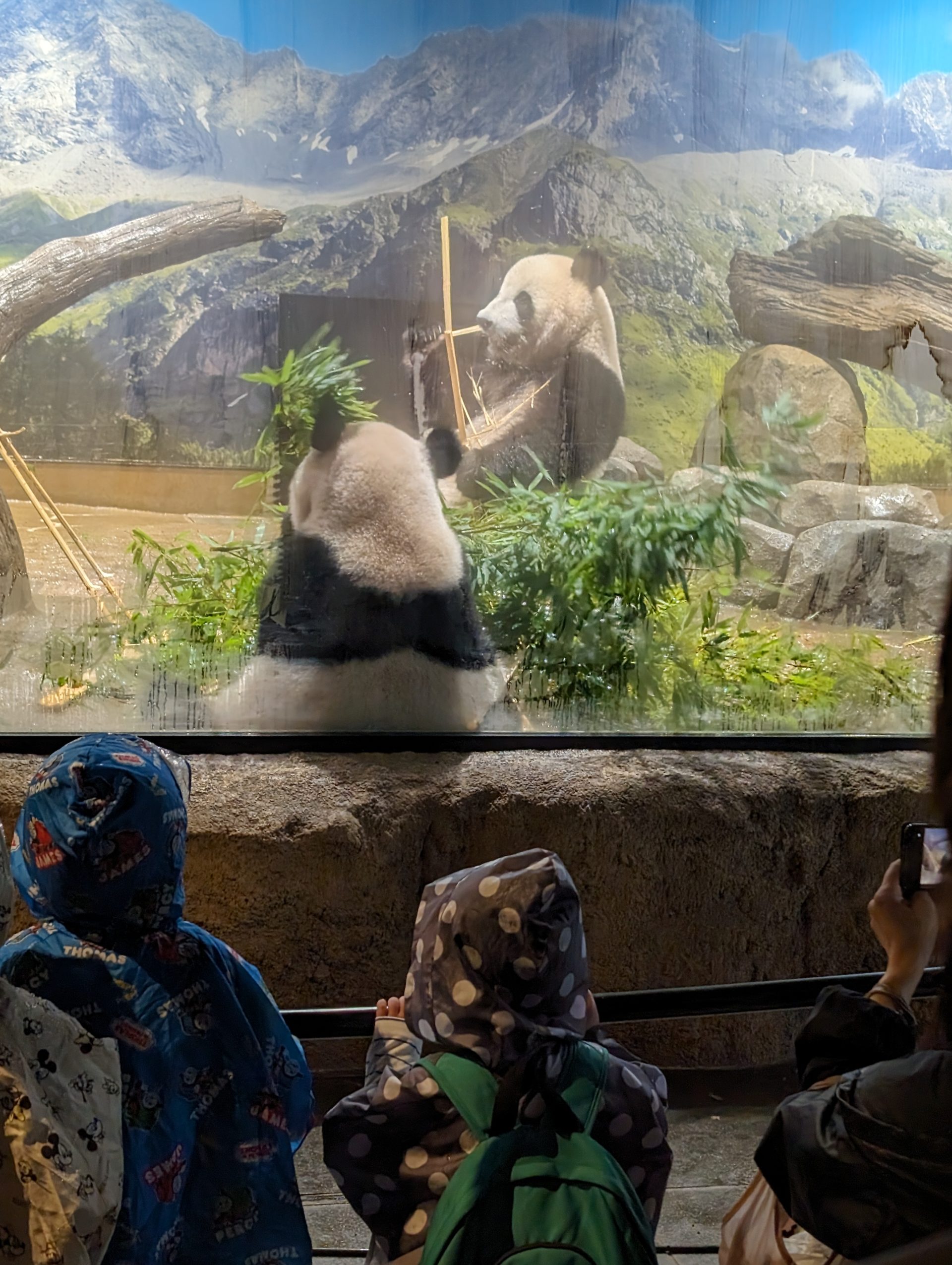 特急電車　上野動物園　パンダ