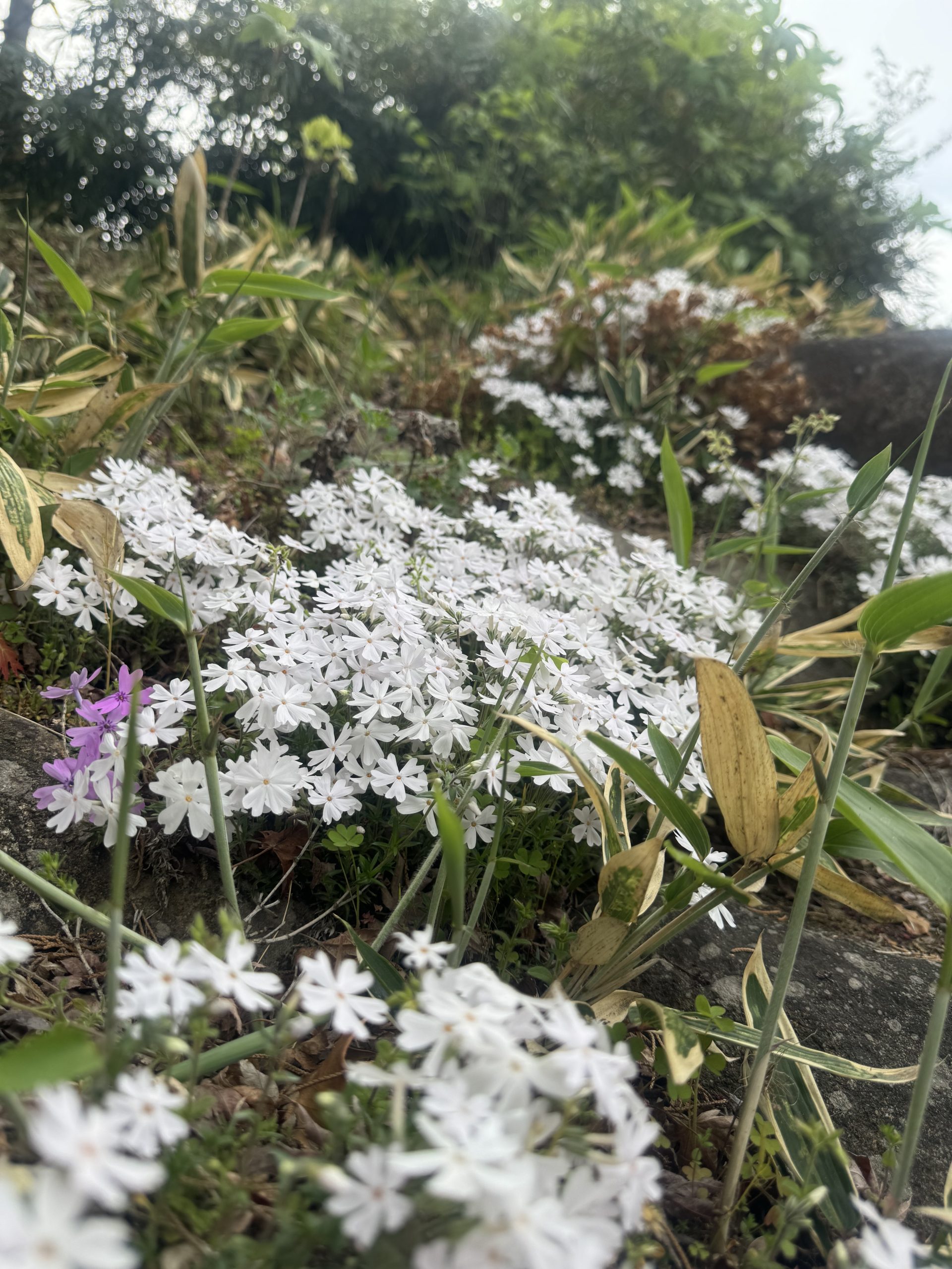 古民家カフェ 一会一期　桜川市　花