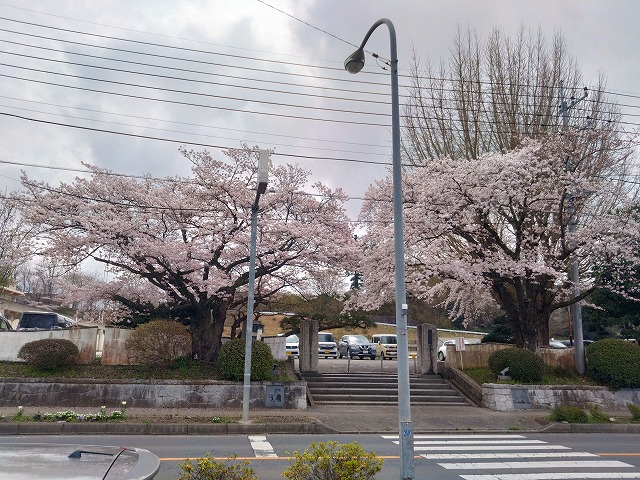 桜並木