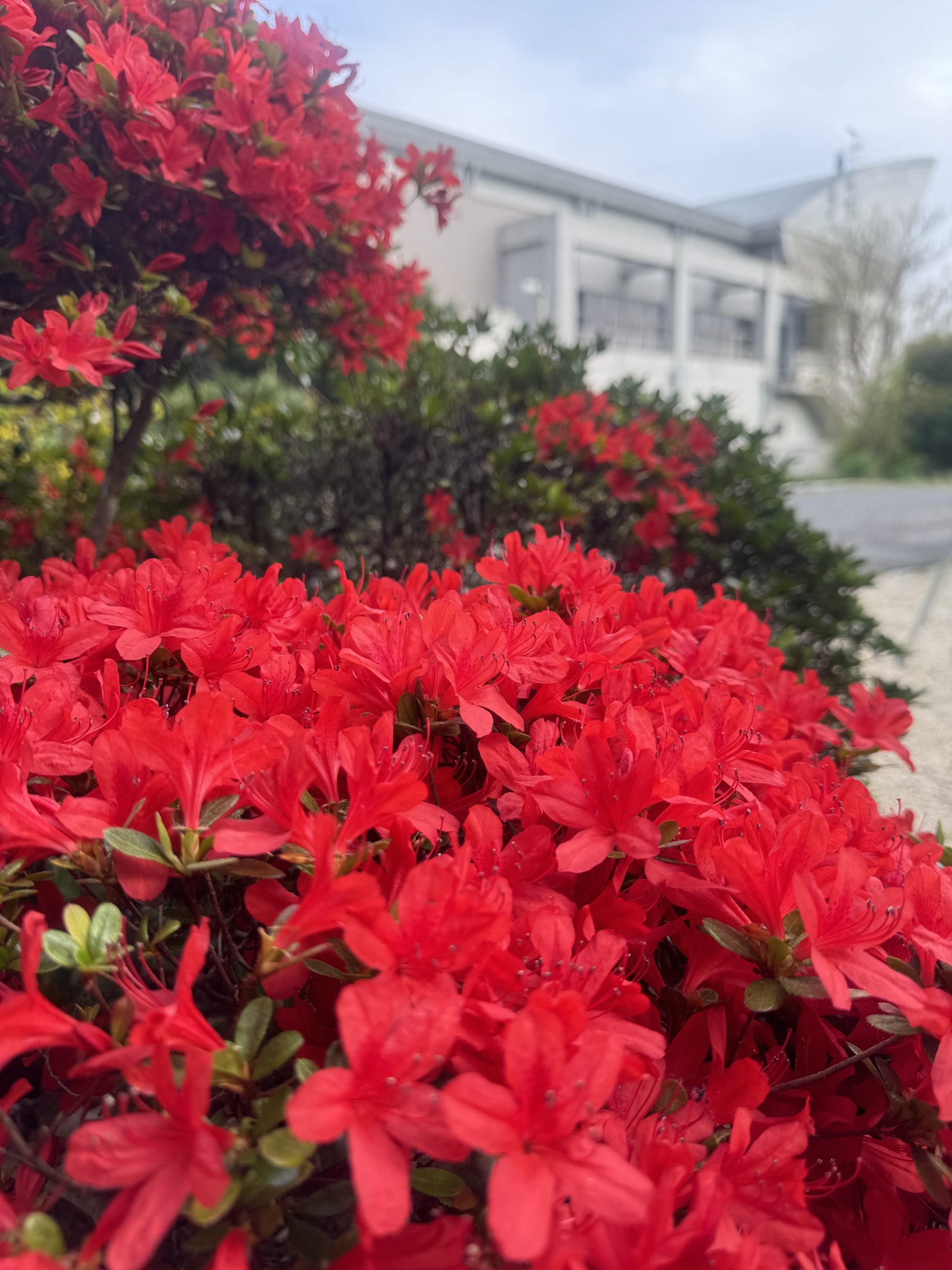 古民家カフェ 一会一期　桜川市　花