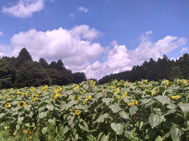 ひまわり畑　那須