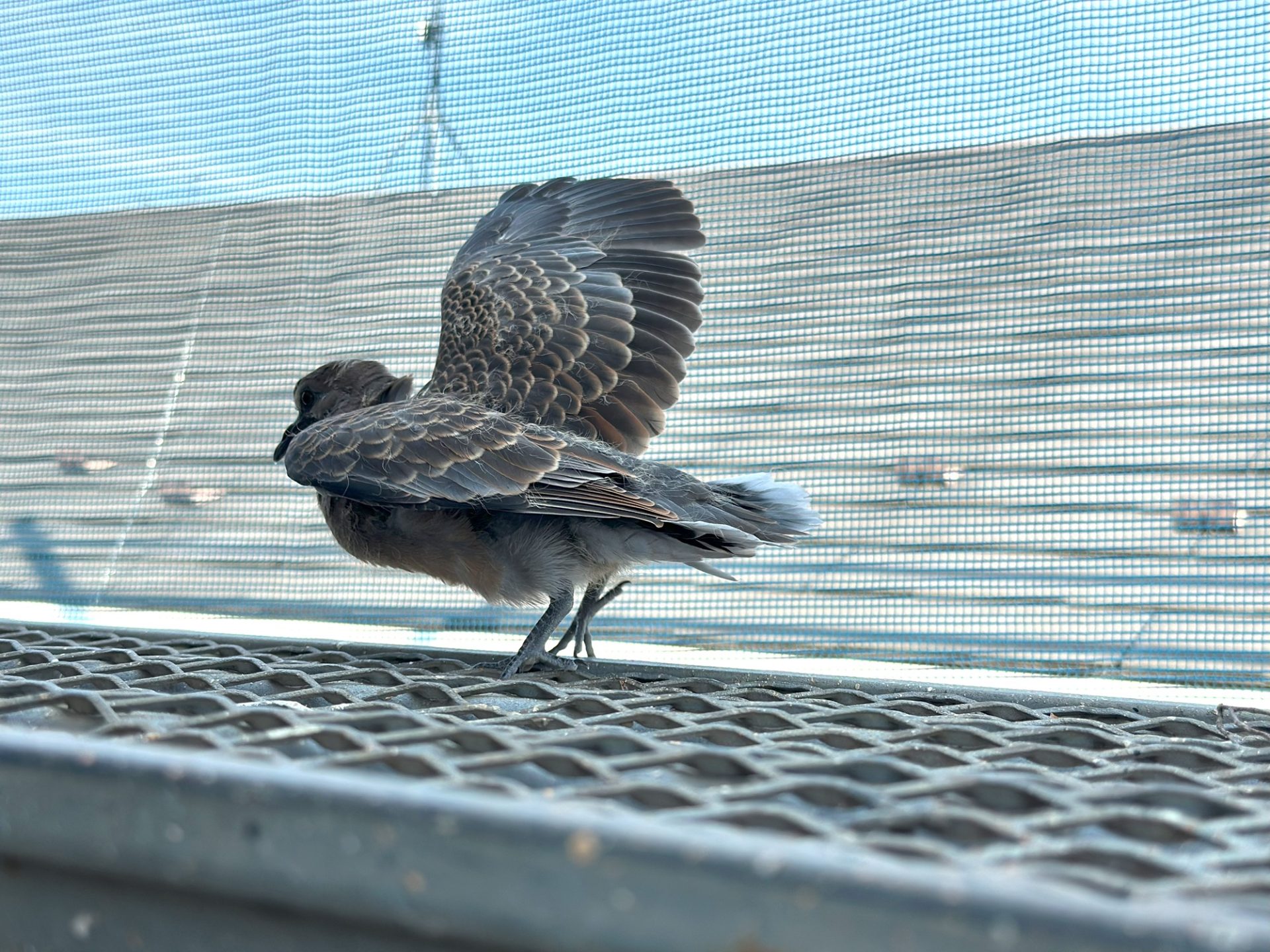 建築現場　鳥　成長