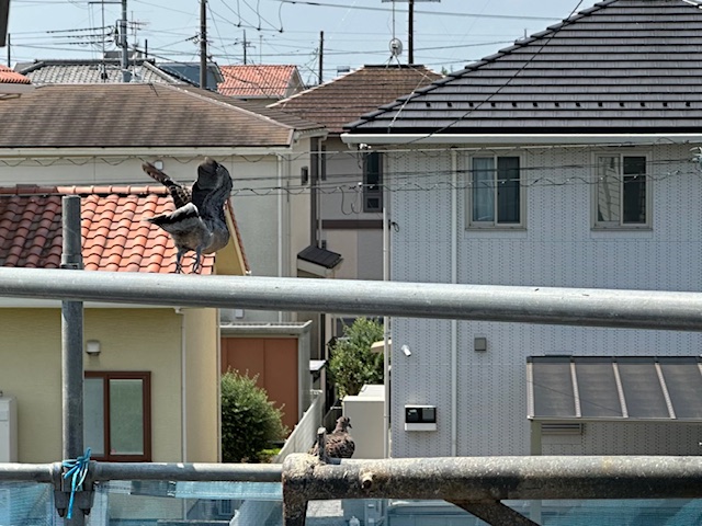 建築現場　鳥　成長