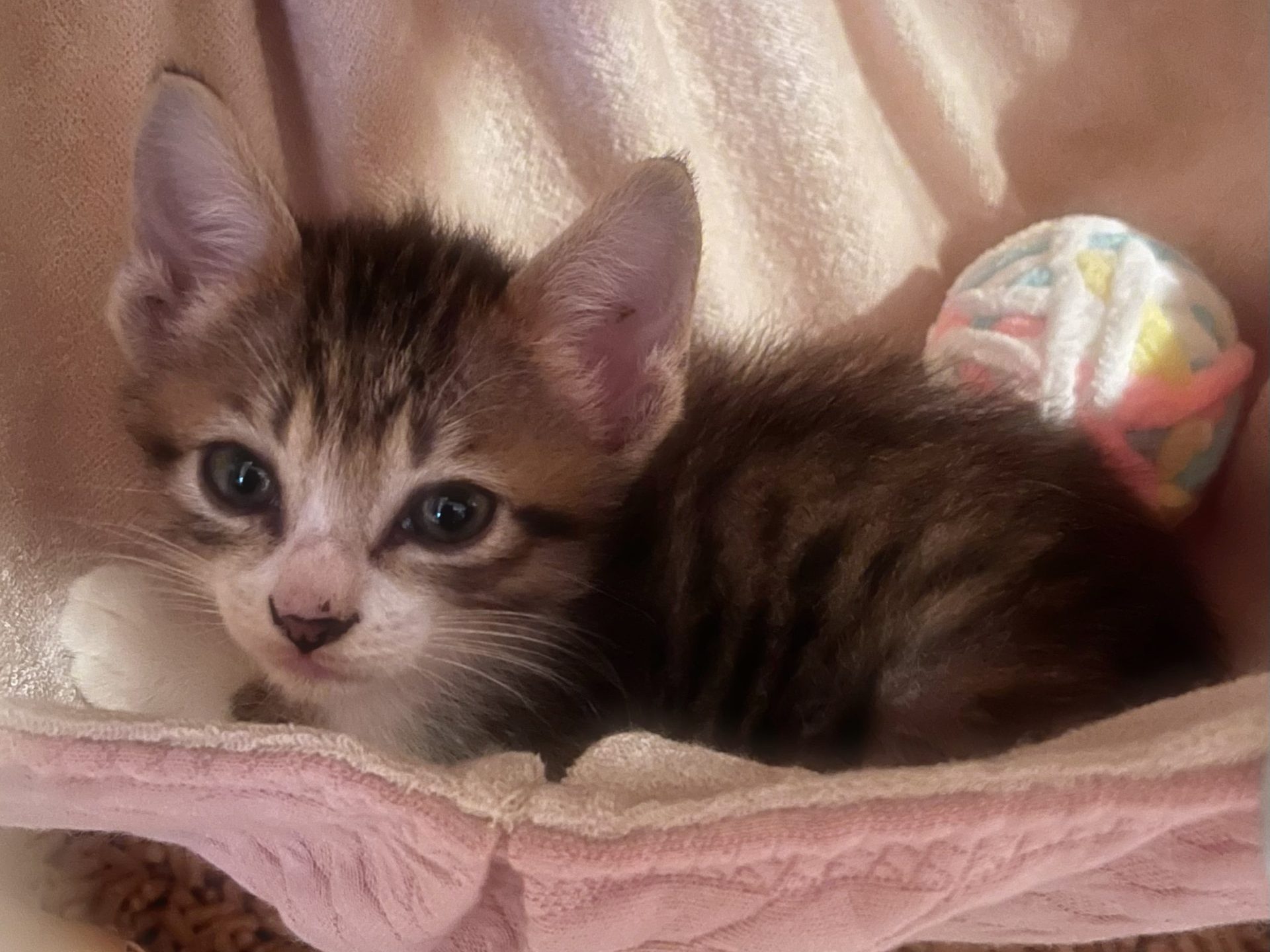 猫との暮らし 休日