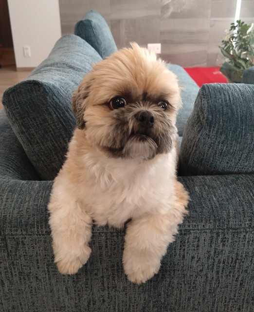 犬との暮らし 注文住宅 平屋