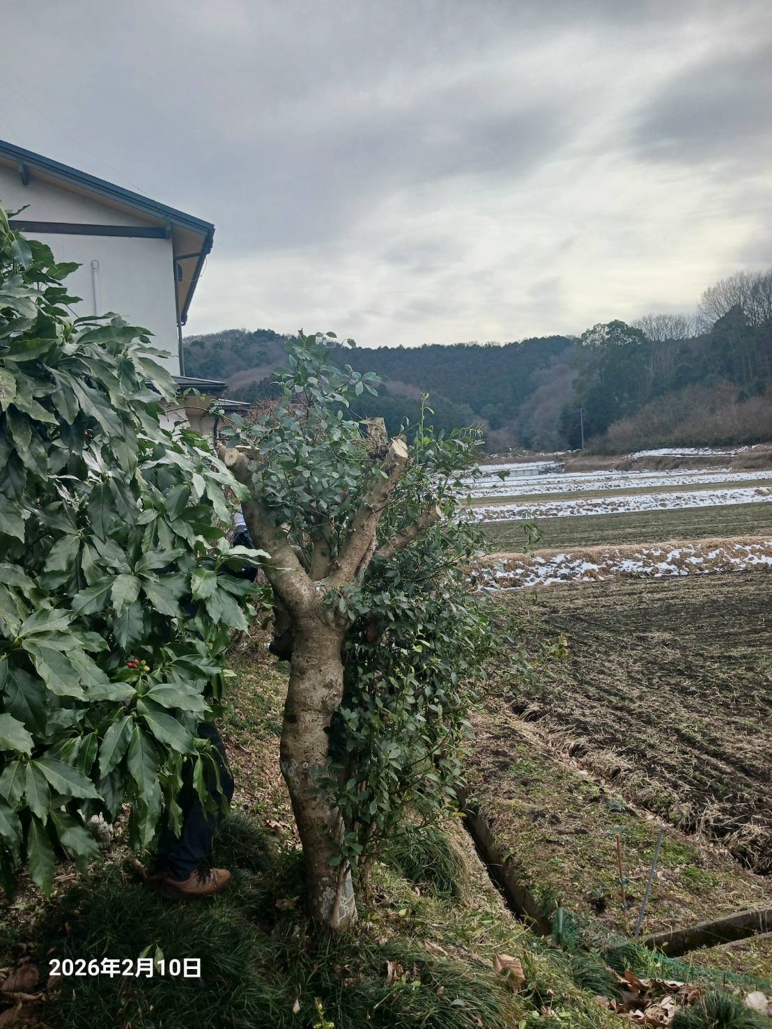 木　伐採　依頼