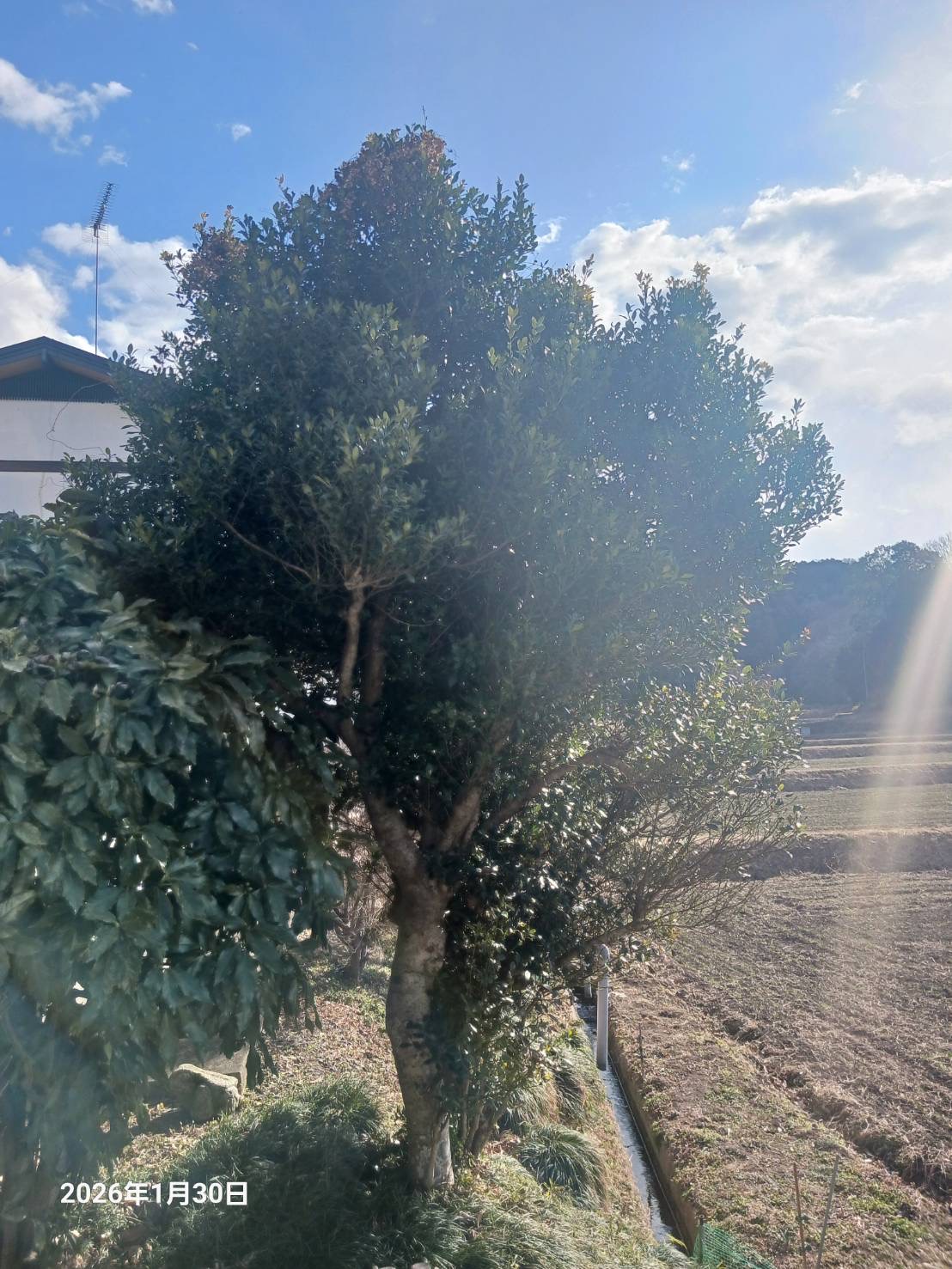 木　伐採　依頼