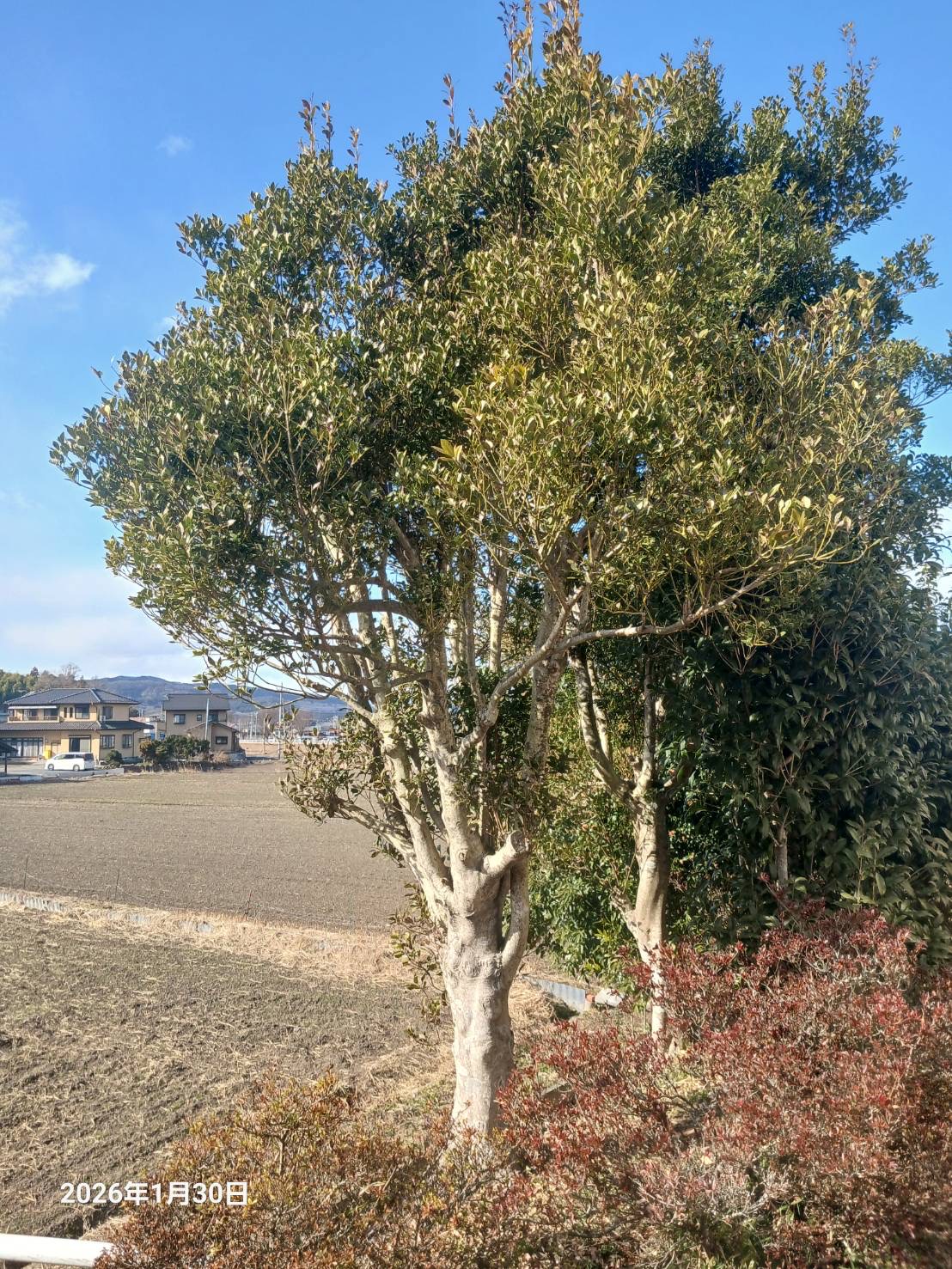 木　伐採　依頼