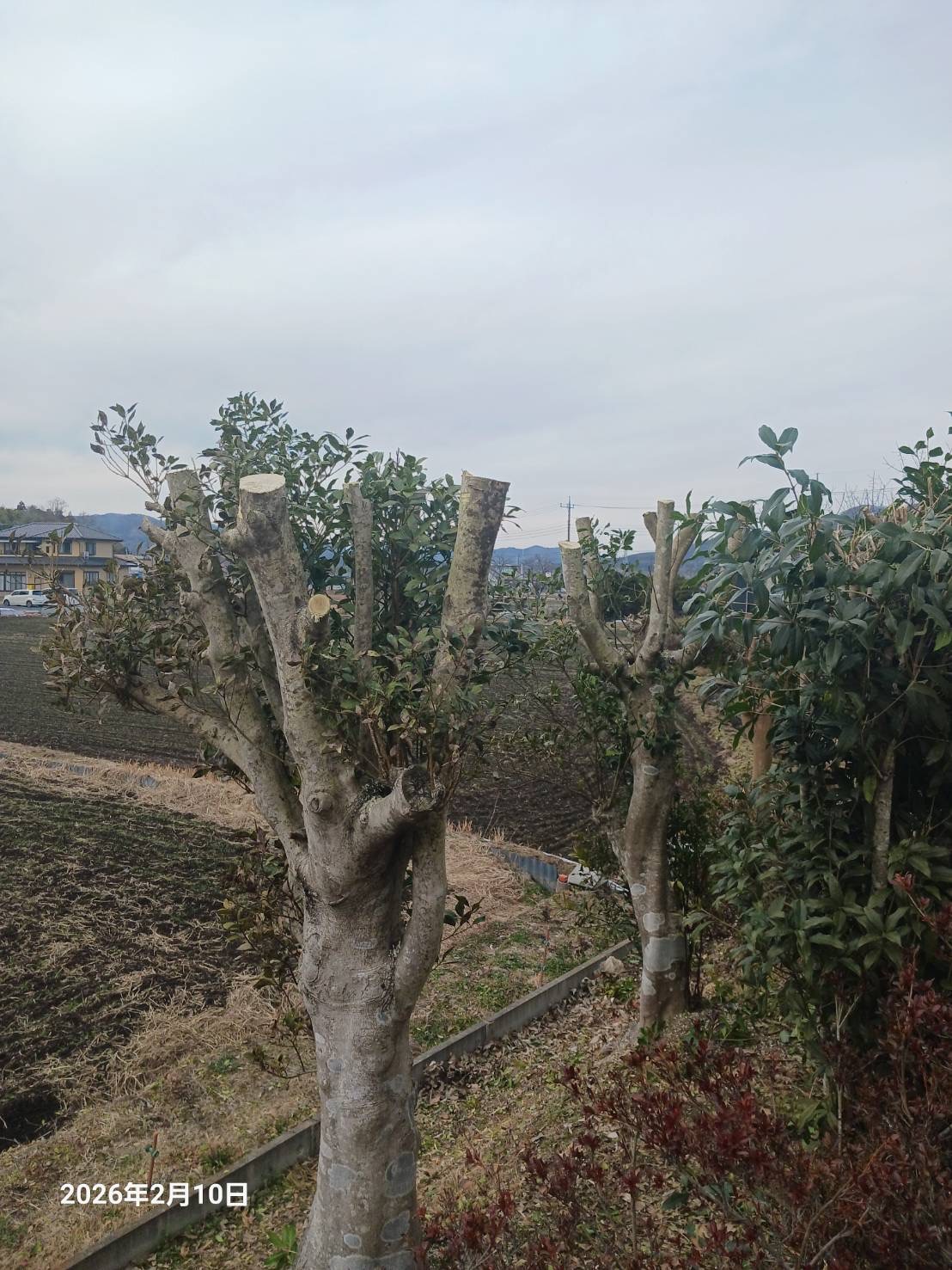 木　伐採　依頼